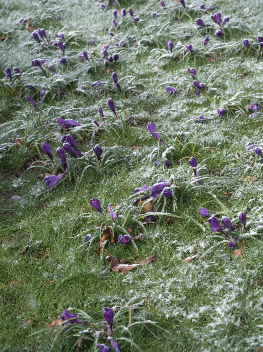 Crocus 2