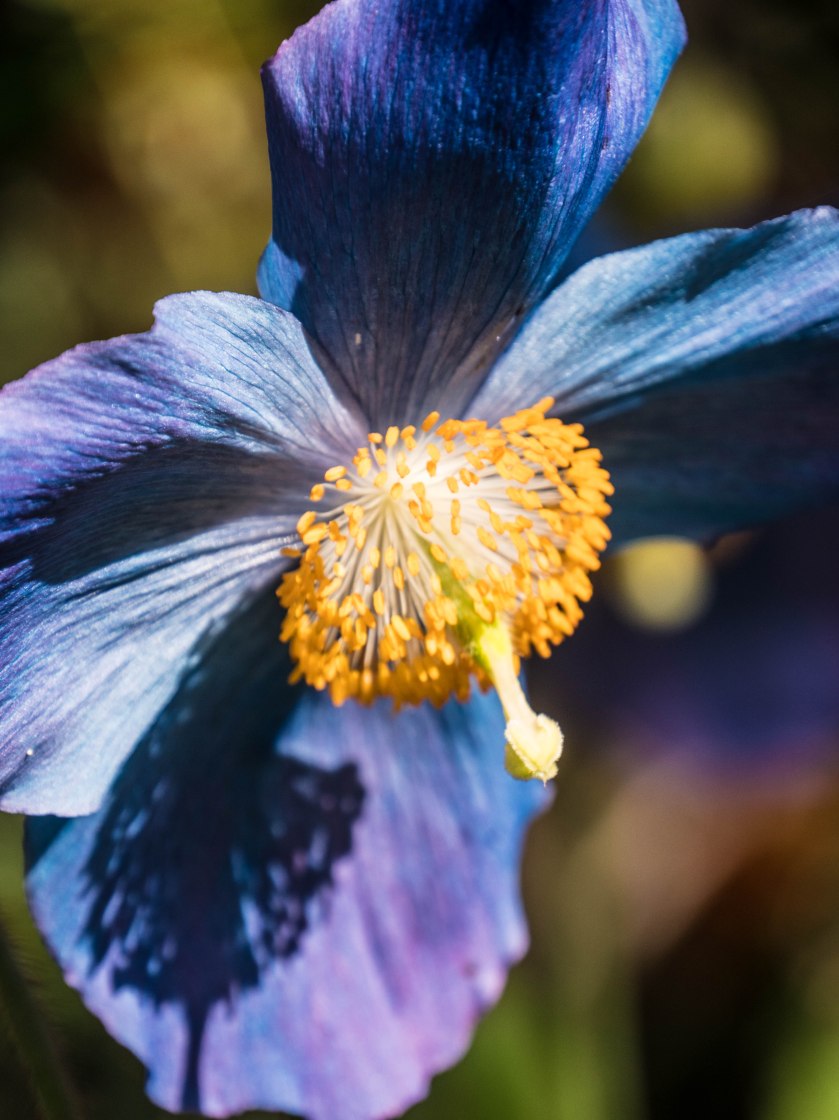 -1606_Branklyn029029