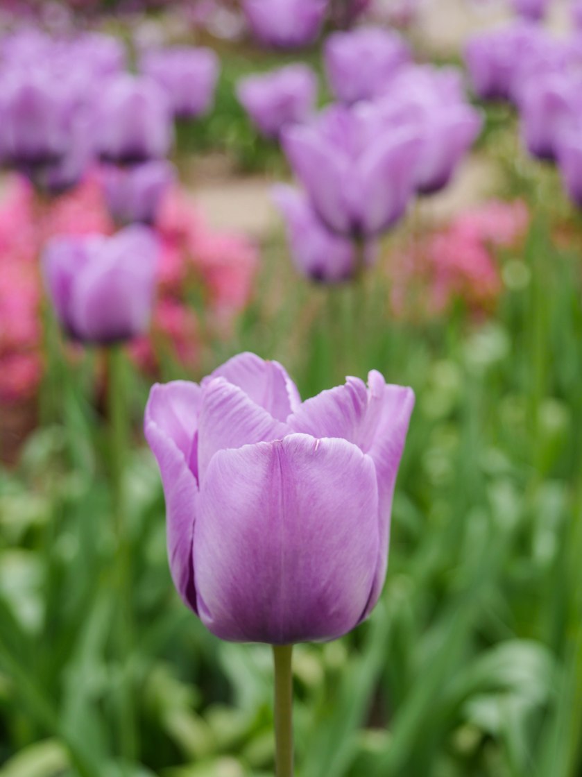 -1705_Woburn Abbey006006