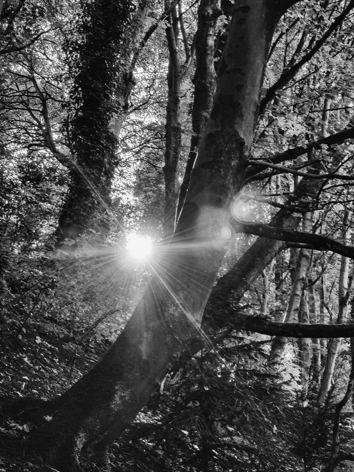 Light in All its&nbsp;Glory