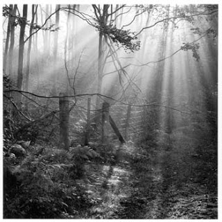 Fence, Parkend Woods, Forest of Dean, 1985, Fay Godwin