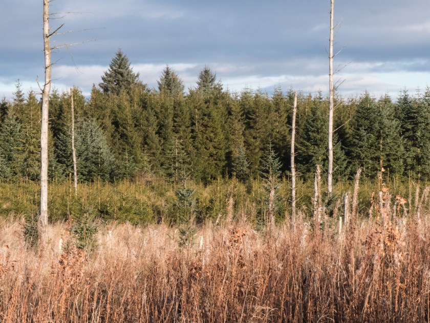 10 -Forestry in Scotland