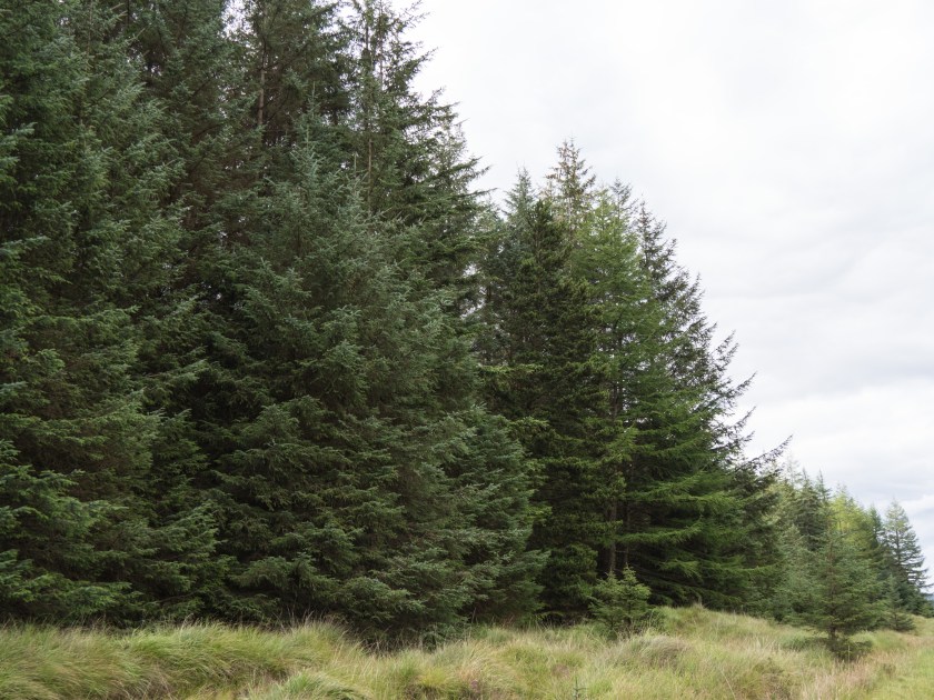 2 - Forestry in Scotland
