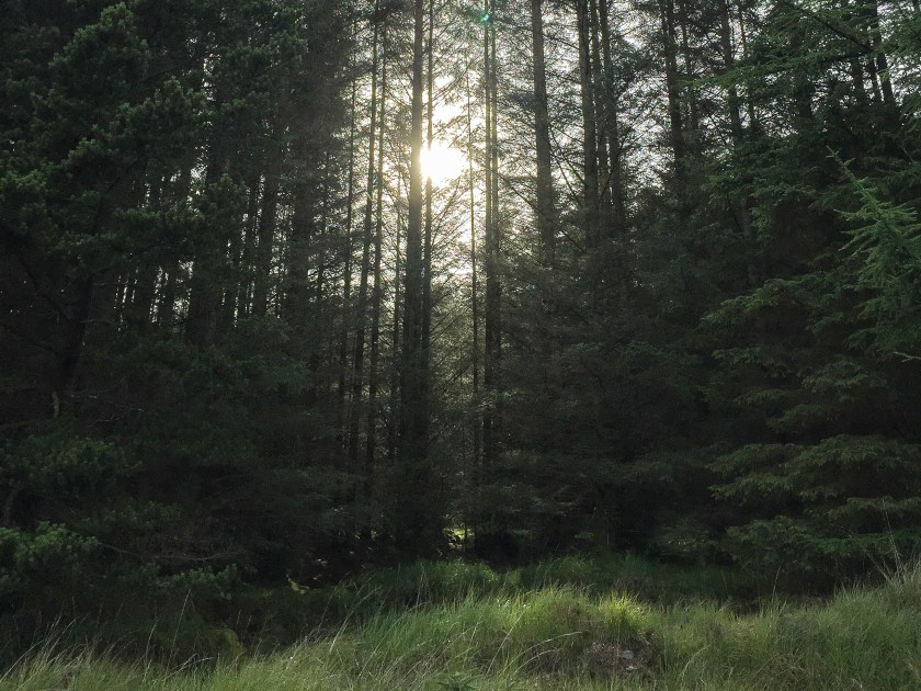 3 - Forestry in Scotland