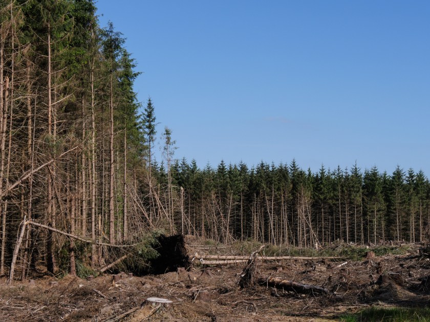 4 - Forestry in Scotland