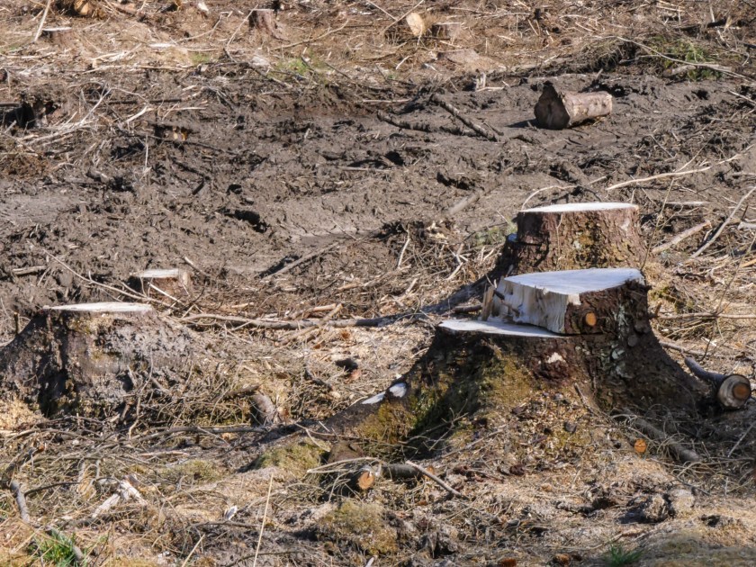 5 - Forestry in Scotland