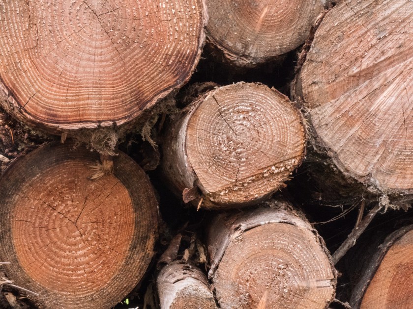 7 - Forestry in Scotland